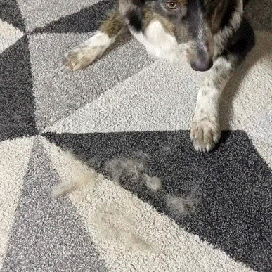 FURGO™ – The Smarter Way to Remove Pet Hair